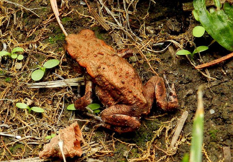 da ID - Bufo bufo juv.